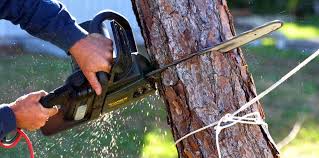 Best Tree Removal Services  in Chatmoss, VA